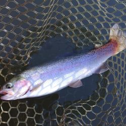 大安トラウトレイク釣果